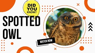 spotted owl facts