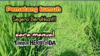 Download Lagu Mengatasi Gulma dipematang sawah || Tanpa herbisida MP3