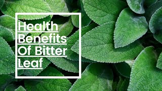 Health Benefits Of bitter Leaf