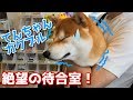 【京の柴犬】てんちゃん、ガクブル!絶望の待合室(笑) 太郎の犬モノガタリ#170