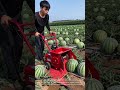 Machine Harvesting Seeds from Watermelons in the Field