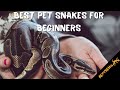 6 best snake pets for beginners easy to take care of