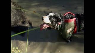 Borders and Boars Episode 2