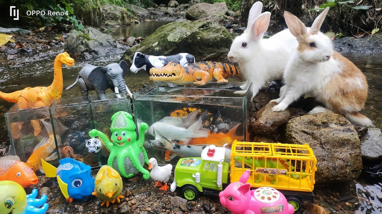 Find cute rabbits, turtles, ornamental fish, koi fish, toy cows, ducks ...
