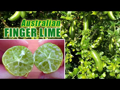 Video: Finger Lime informacija: kaip auginti Australijos pirštines