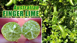 Australian FINGER LIME  Growing Citrus in Containers