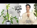 Mi lista de PLANTAS de INTERIOR (raras) que deseo para este 2021 (WISHLIST) ¡este año si! 😊🚀