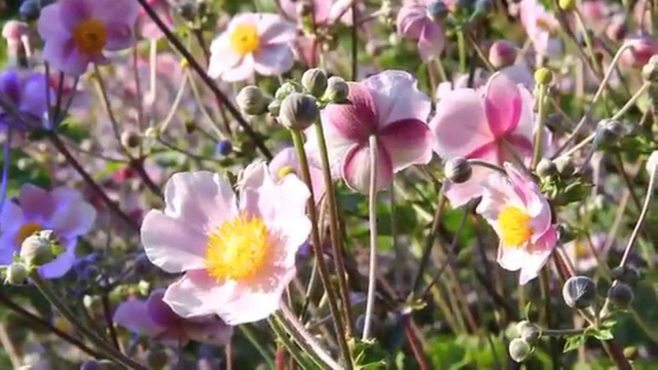 guano dünger für gemüse Guano FLOWER Flüssigdünger für Pflanzen 1L