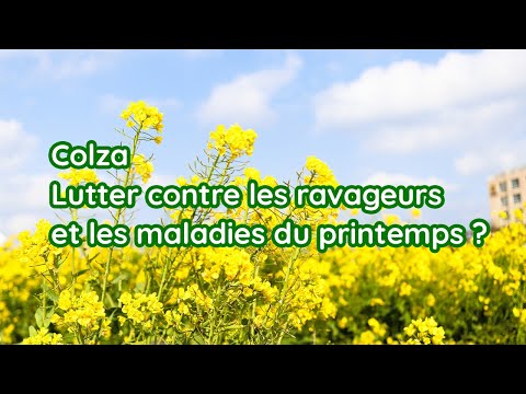 Vidéo: Traitement des ravageurs du tournesol - Comment traiter les ravageurs de la cécidomyie du tournesol