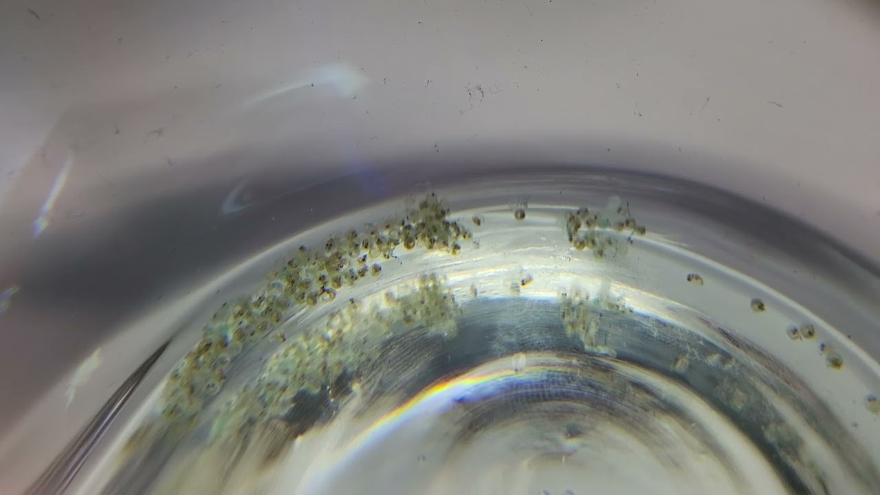 Medaka Rice Fish eggs hatching