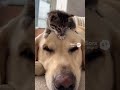 【Lab &amp; Kitty Life】Kitten Naps on Dog's Nose, Gets Licked