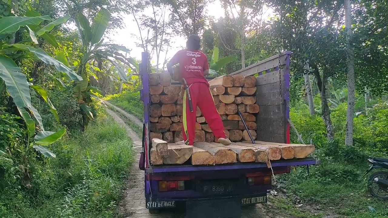 MUAT KAYU ALBASIA 3 METERAN+KAYU MANGLID 2 -4 METERAN