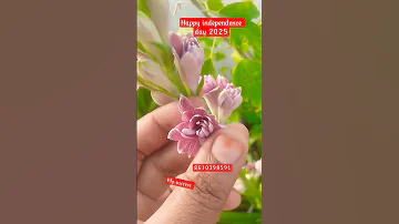 Happy Independence Day 2025 Sampangi Gardening Flowerbulbs Love Shortsfeed Like Goodluck 