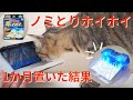 ノミとりホイホイの効果を検証！【ノミ地獄だった部屋に1か月置いてみた結果】