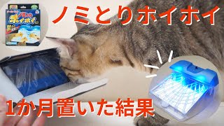 ノミとりホイホイの効果を検証！【ノミ地獄だった部屋に1か月置いてみた結果】