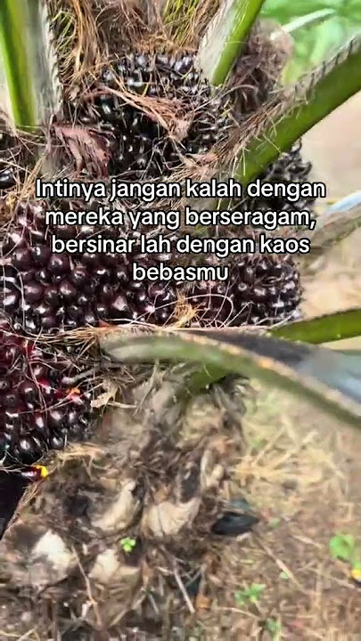 kata kata buat petani sawit #shorts #lewatberanda #fypシ゚viral