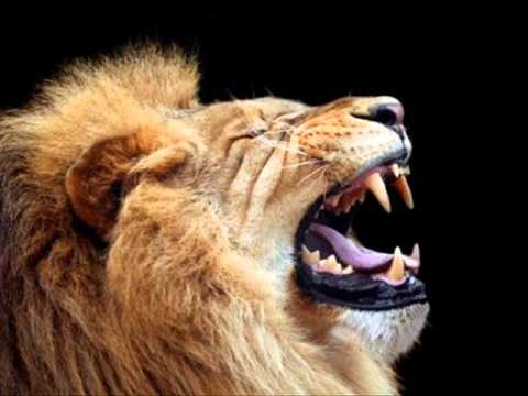 Lion Roaring - Sound Effect - Animation