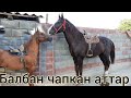 Шавкат балбан чапкан УЛАКЧЫ АТТАР ЭКЕН 🔥 ТОРПОК УЛАКА АТТАР