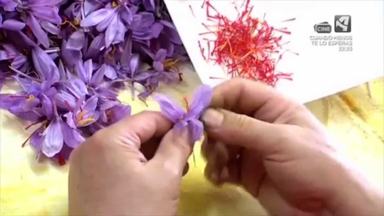 Monreal del Campo | Azafran del Jiloca | Flor de Azafrán | Tempero Aragon TV 2014