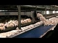 THIS IS HOW THEY GROW CHAMPIGNONS IN HOLLAND