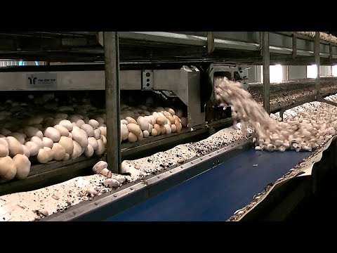 Video: Cách Nướng Champignons