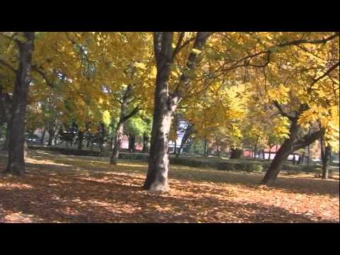 Videó: Levélhullás a bostoni páfrányon – Okok, amiért bostoni páfrány elvesztette a leveleit