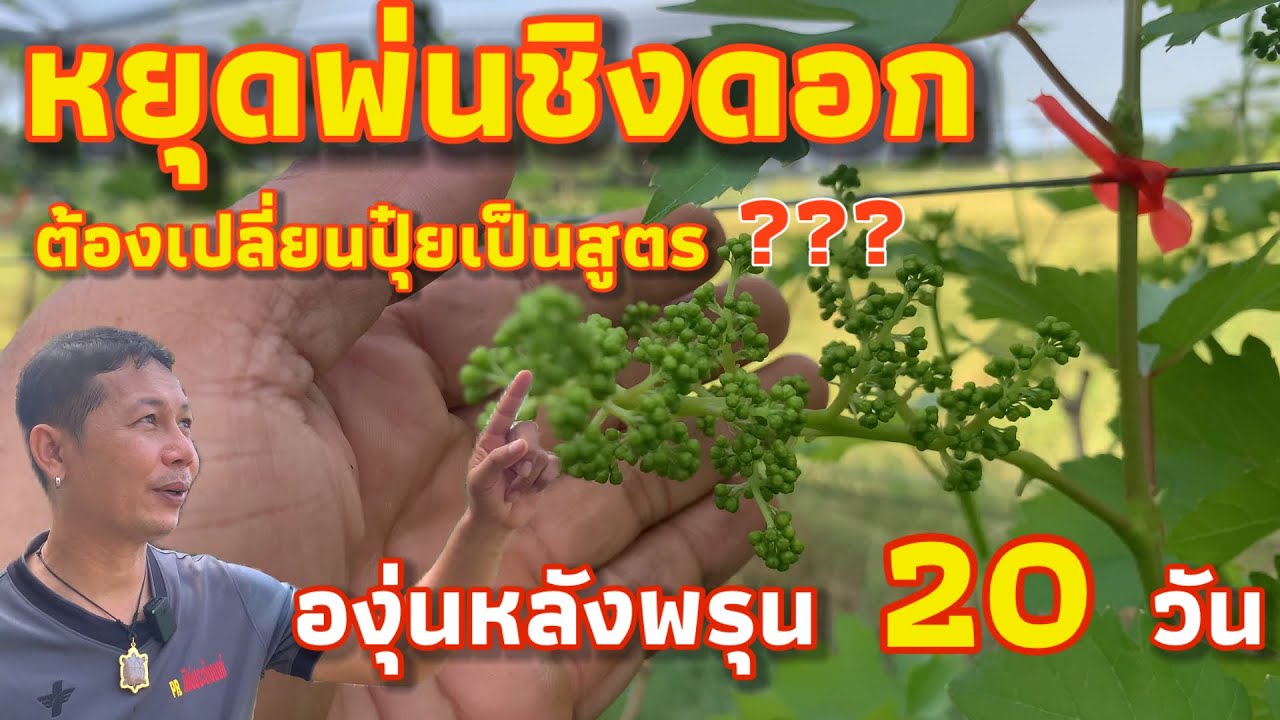 องุ่นหลังพรุน20วัน หยุดพ่นชิงดอก ต้องเปลี่ยนปุ๋ยด่วน สูตรพ่นสารกำจัดเพี้ยไฟ,เชื้อรา #4k 