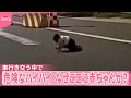【中国】車行き交う中で...危険なハイハイ なぜここに赤ちゃんが? 『世界のミダシ』