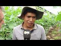Anibal Rodríguez   Visita a Huerta Chivilcoy   Cultivo de Pepinos y Zapallitos