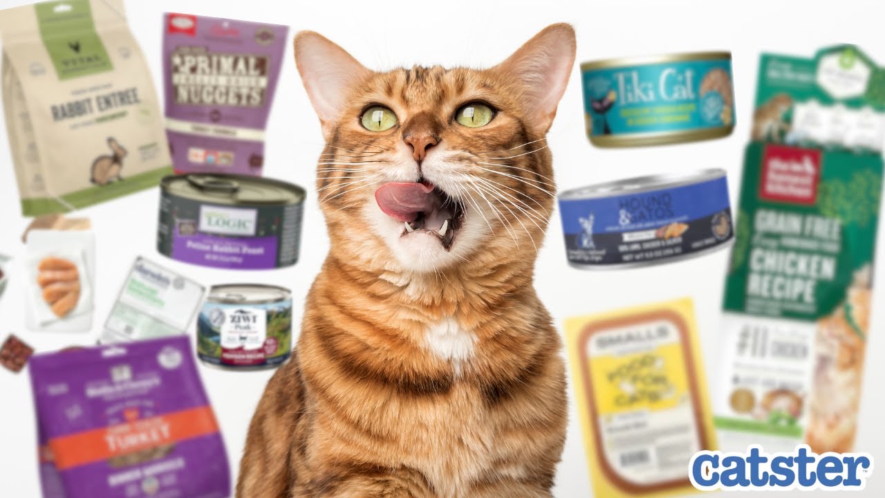 5 Best Cat Foods in 2025 According To Vets