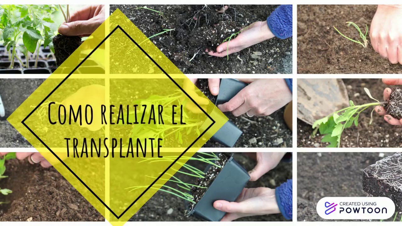 Plantulas de tomate