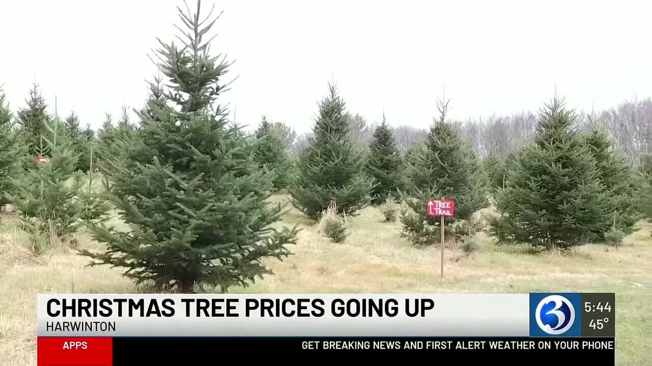 Christmas tree prices expected to rise at Connecticut farms this season ...