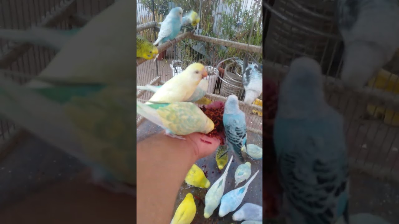 🦜 Regenbogen Wellensittiche – pure Farbenfreude 🌈 