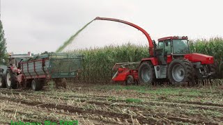 Historische Maisernte in Gebrazhofen 2022 Teil 1 mit Schlüter, IHC, Eicher, Deutz, MB trac [4K]