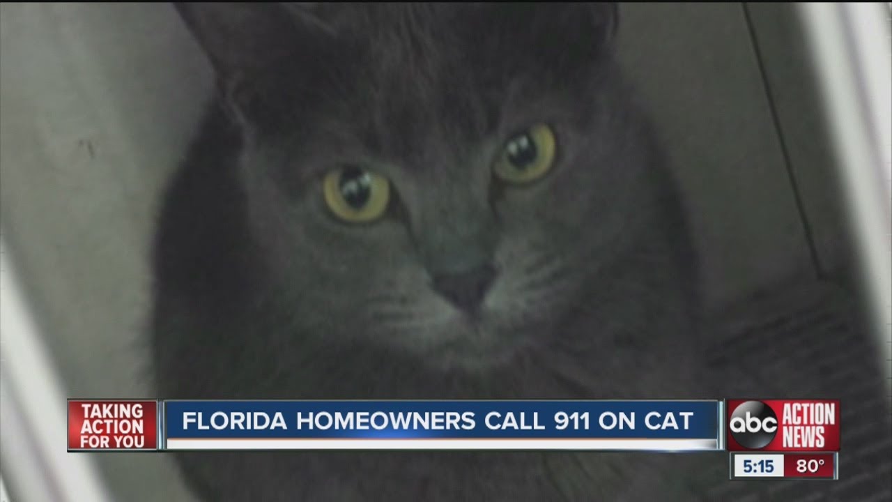 Florida homeowners call 911 on cat - YouTube