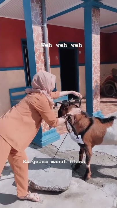 tiktok jilbab seksi montok