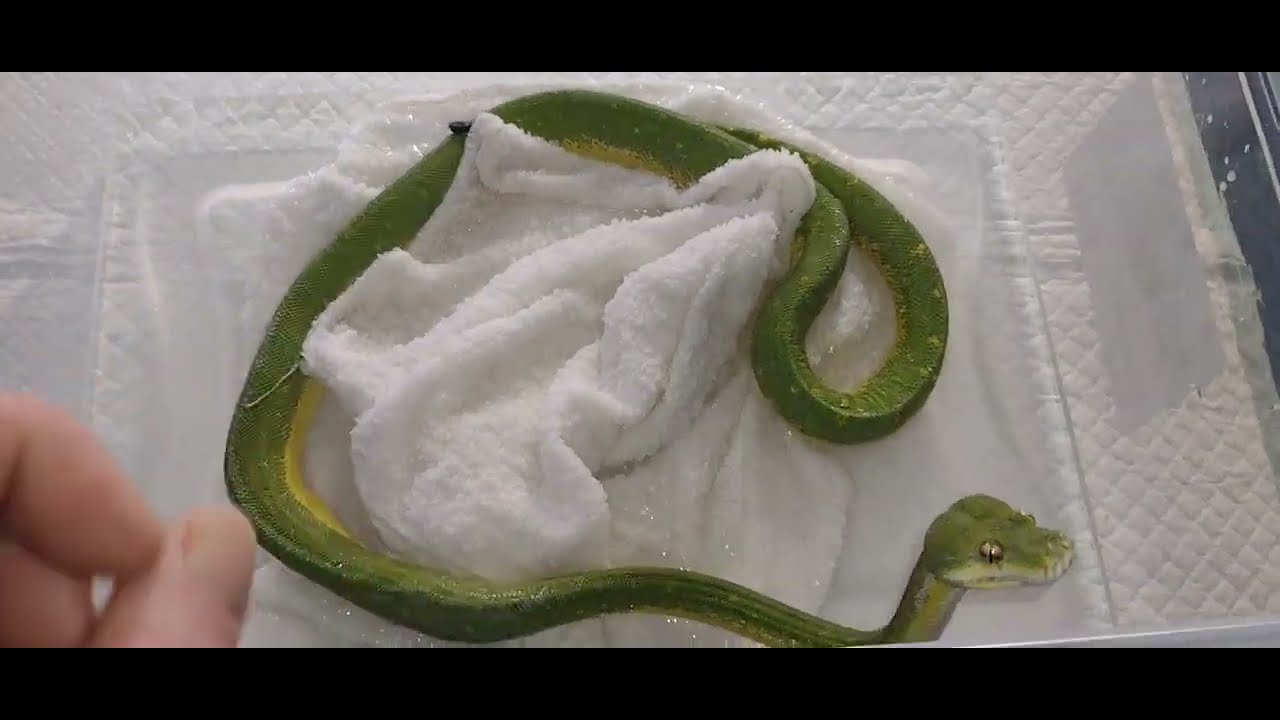 Green Tree Python Highland/Wamena - YouTube