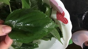 Nước lá tía tô rất tốt nhưng đại kỵ với 3 nhóm người này, thực phẩm không nên dùng chung với tía tô