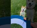 New frisbee #vancouver #shibainu #shiba