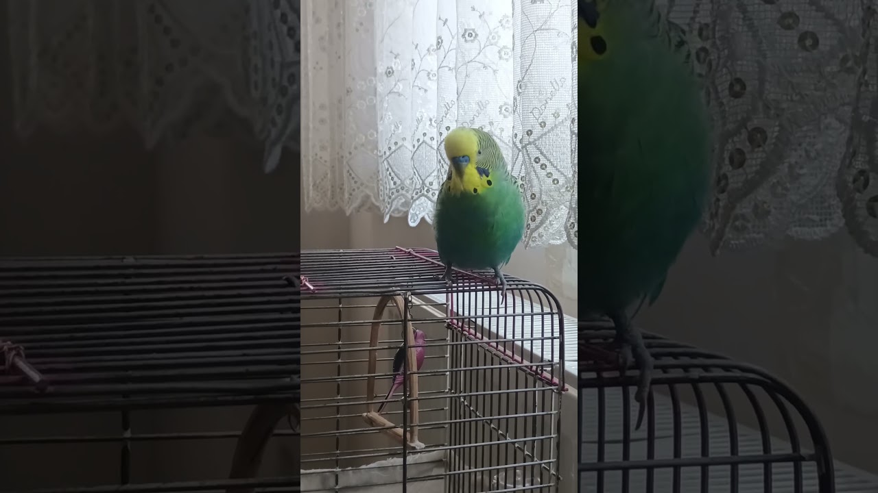 Sahip Çıkamıyo Topuna 🫢 #muhabbetkuşu #vogel #birds #konuşankuş #parrot #budgies