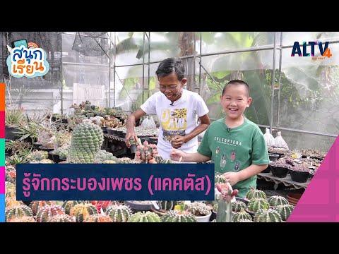 วีดีโอ: ต้นกระบองเพชรที่แข็งแรง - เรียนรู้เกี่ยวกับการปลูกกระบองเพชรในเขต 7