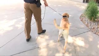 Sheriff’s office in Montana launches K9 unit