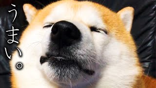 おやつを食べるのが下手くそすぎる柴犬