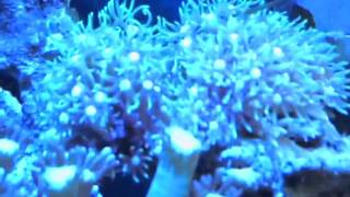 ジョー水槽　ブルーかぶりバージョン