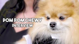 Meet Pom Pom Chewy, the smallest and cutest Star of the Sloppy Jones Show! by Talent Hounds 2,323 views 3 years ago 1 minute, 48 seconds