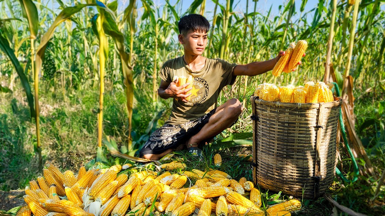 Harvesting Corn for Poultry Feed | Village Farming Life