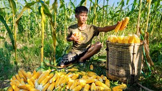 Harvesting Corn for Poultry Feed | Village Farming Life