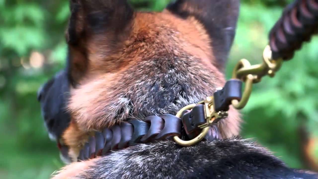 Reliable Braided Leather German Shepherd Choke Collar and Leash YouTube