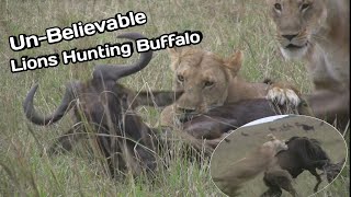Lion's Hunting Buffalo || King Of Lion || Royalty free Vedios || Non Copy Rights Vedios