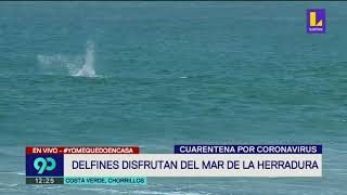 Delfines jugando en el mar de La Herradura-Lima durante la cuarentena
